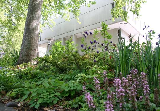 Royal College Of Physicians Garden