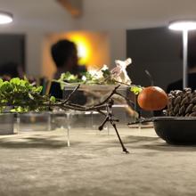 Collection of plants and medical objects on display on a table.