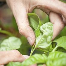 Close Up Of Hands Picking Basil Leaves