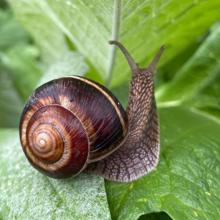 Snail Sitting On A Leaf