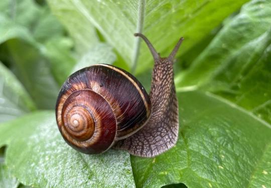 Snail Sitting On A Leaf